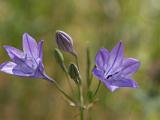 Sunol 002  Common Camas